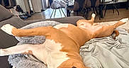 Aïko a rejoint le concours — aidez-le/la à gagner de superbes lots ! dog, brown_dog, white_markings, sleeping, lying_down, upside_down, relaxed, sprawled, paws, snout, closed_eyes, indoor, bedroom, bed, blanket, couch, home, dining_room, furniture, portrait
