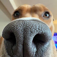 Aïko a rejoint le concours — aidez-le/la à gagner de superbes lots ! dog, close_up, nose, snout, brown_dog, short_hair, whiskers, eyes, curious, funny, portrait, pet, animal, indoors, blurry_background, facial_features, black_nose, fawn_coat, camera_facing, comical