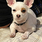 Taco is registered to the contest to win money with this photo: dog, pet, white_dog, small_dog, chihuahua, lying_down, spiked_collar, brown_patch, quilt, bed, indoor, cute, animal, fur, ears, paws, face, resting, companion, portrait