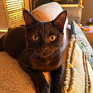 Chewie participe au concours pour gagner de l'argent avec cette photo : cat, black_cat, pet, indoor, couch, pillow, sunlight, golden_hour, closeup, feline, whiskers, ears, eyes, relaxed, cozy, home, decor, texture, pom_pom, window