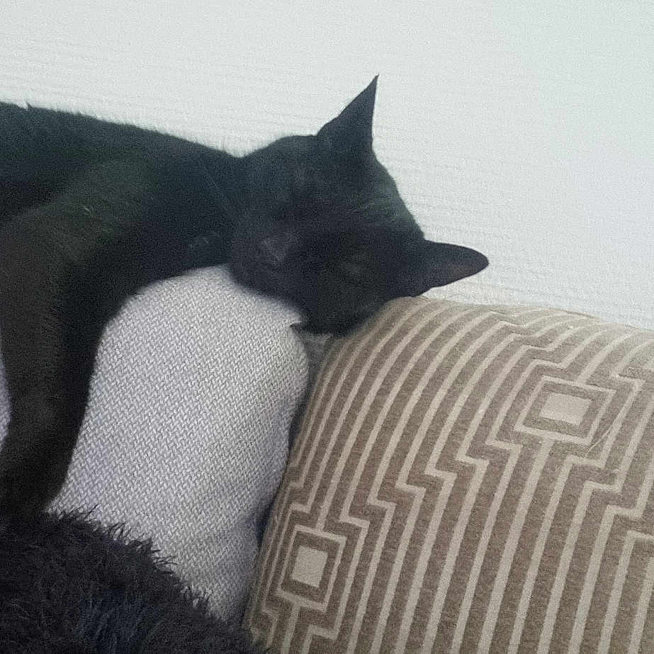 Helya participe au concours pour gagner de l'argent avec cette photo : animal, black_cat, cat, couch, cozy, cushion, domestic, feline, furniture, home, indoor, napping, pattern, paw, pet, quiet, relaxed, resting, sleeping, soft_texture
