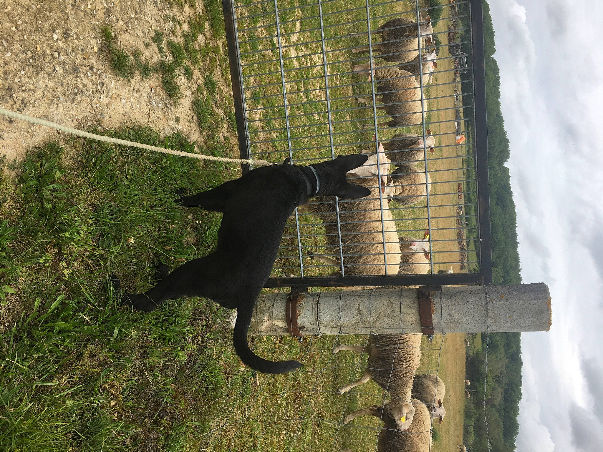Onyx participe au concours pour gagner de l'argent avec cette photo : carnivore, cloud, felidae, grass, metal, pet_supply, plant, shadow, sky, symbol, tail, terrestrial_animal, tree, trunk, wildlife, wood