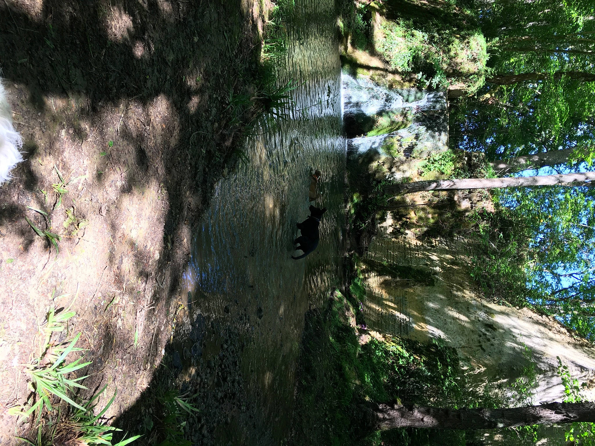 Onyx a rejoint le concours — aidez-le/la à gagner de superbes lots ! bank, forest, formation, grass, jungle, landscape, natural_landscape, plant, riparian_zone, stream, temperate_broadleaf_and_mixed_forest, terrestrial_plant, tints_and_shades, tree, trunk, twig, vegetation, water, wood, woodland