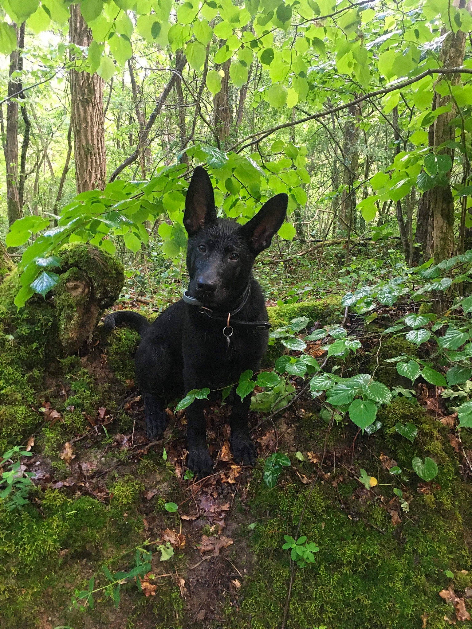 Onyx a rejoint le concours — aidez-le/la à gagner de superbes lots ! biome, carnivore, companion_dog, dog, dog_breed, fawn, forest, grass, groundcover, natural_landscape, plant, shrub, tail, temperate_broadleaf_and_mixed_forest, terrestrial_animal, terrestrial_plant, tree, trunk, woodland, working_animal