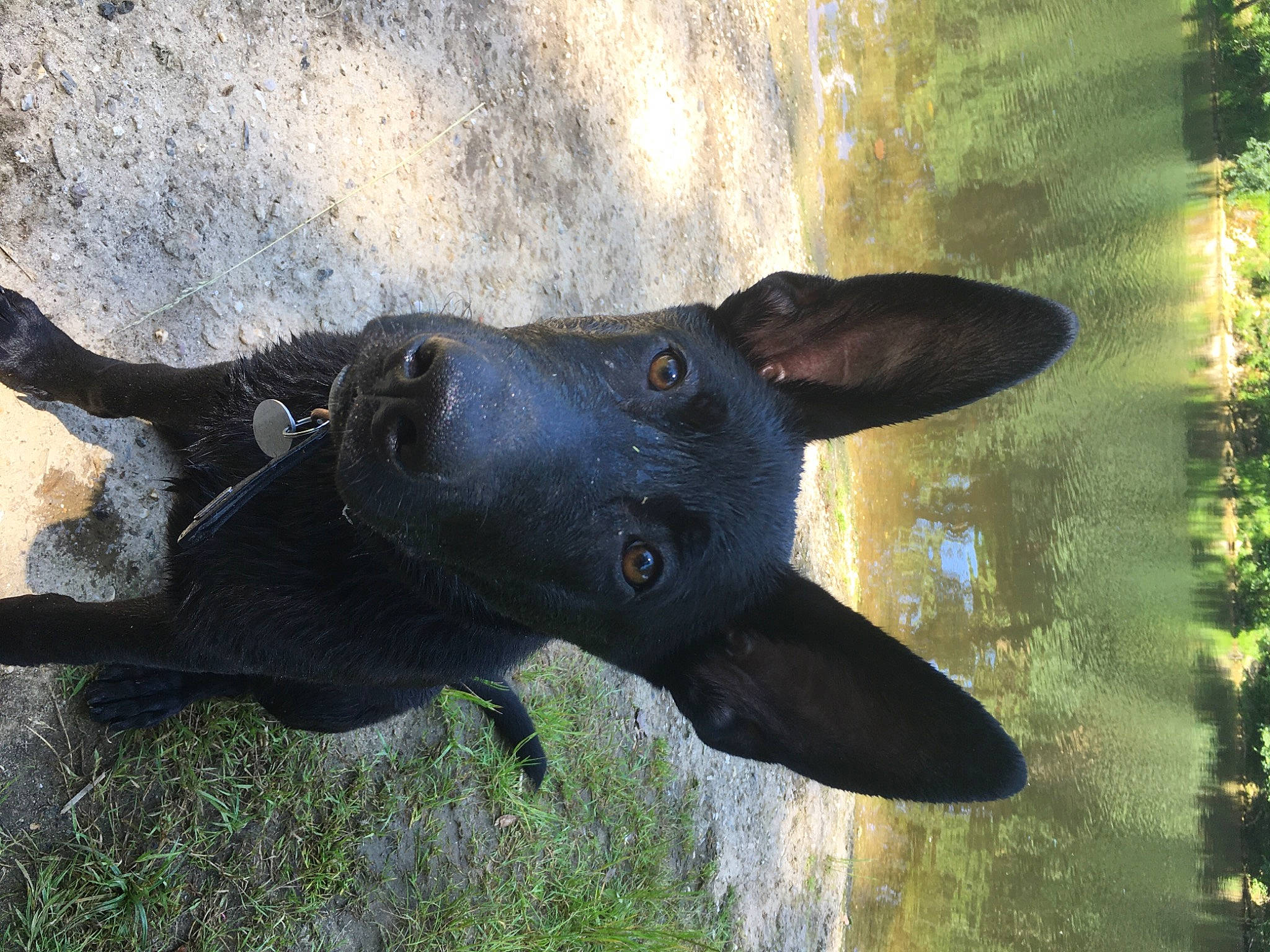 Onyx participe au concours pour gagner de l'argent avec cette photo : art, canidae, carnivore, dog, dog_breed, ear, eye, fawn, fur, grass, horn, jaw, natural_material, plant, snout, sporting_group, tail, terrestrial_animal, wildlife, working_animal