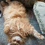 Buffy joined the competition — help win amazing prizes! cat, fluffy, orange, pet, indoor, couch, upside_down, relaxed, fur, whiskers, pillow, cozy, home, resting, animal, cute, tabby, soft, sleepy, domestic_cat