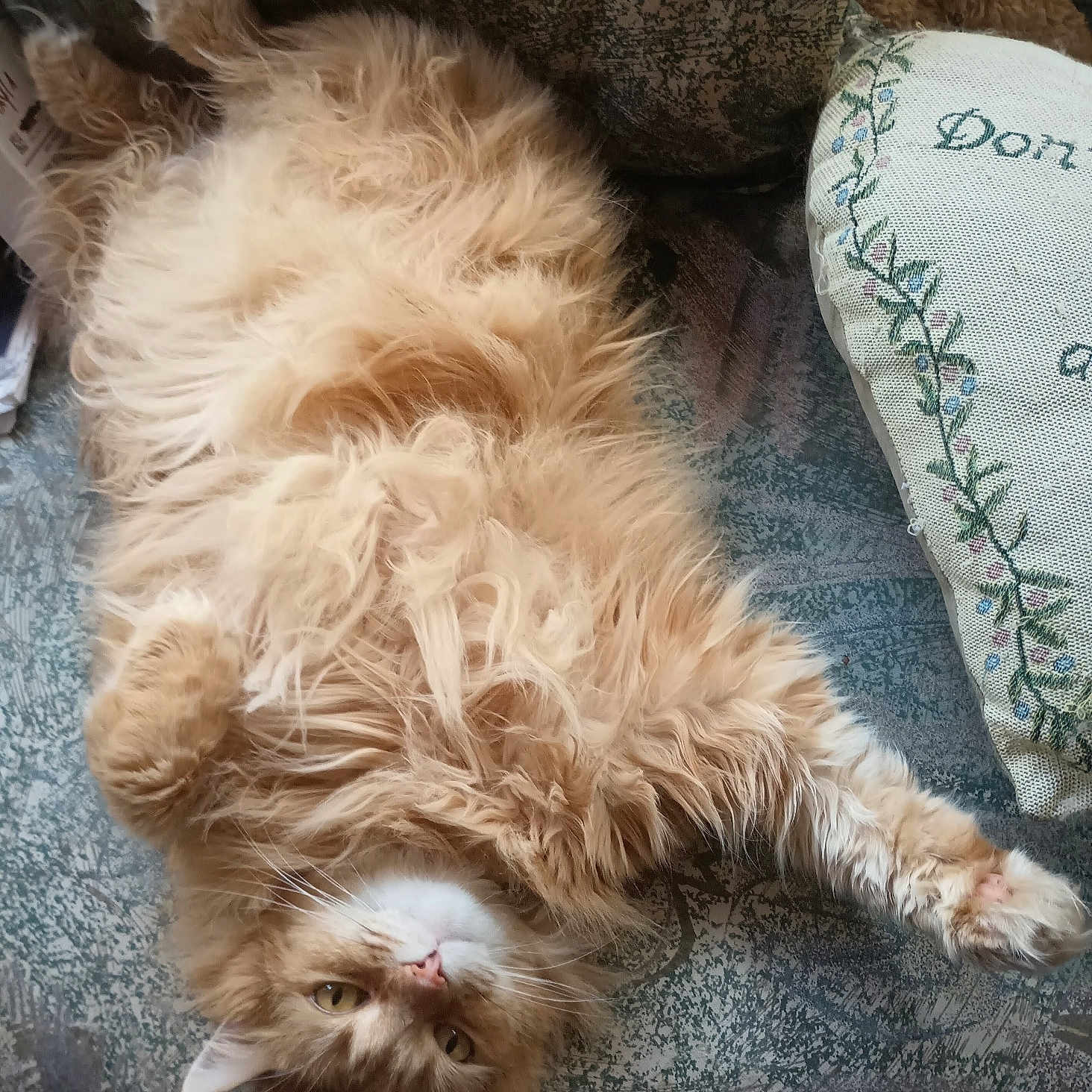 Buffy joined the competition — help win amazing prizes! cat, fluffy, orange, pet, indoor, couch, upside_down, relaxed, fur, whiskers, pillow, cozy, home, resting, animal, cute, tabby, soft, sleepy, domestic_cat