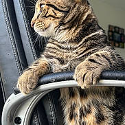 Myllo a rejoint le concours — aidez-le/la à gagner de superbes lots ! abyssinian, alloywheel, animal, armchair, car, carwheel, cat, chair, couch, furniture, homedecor, kitten, machine, manx, pet, spoke, tire, transportation, vehicle, wheel