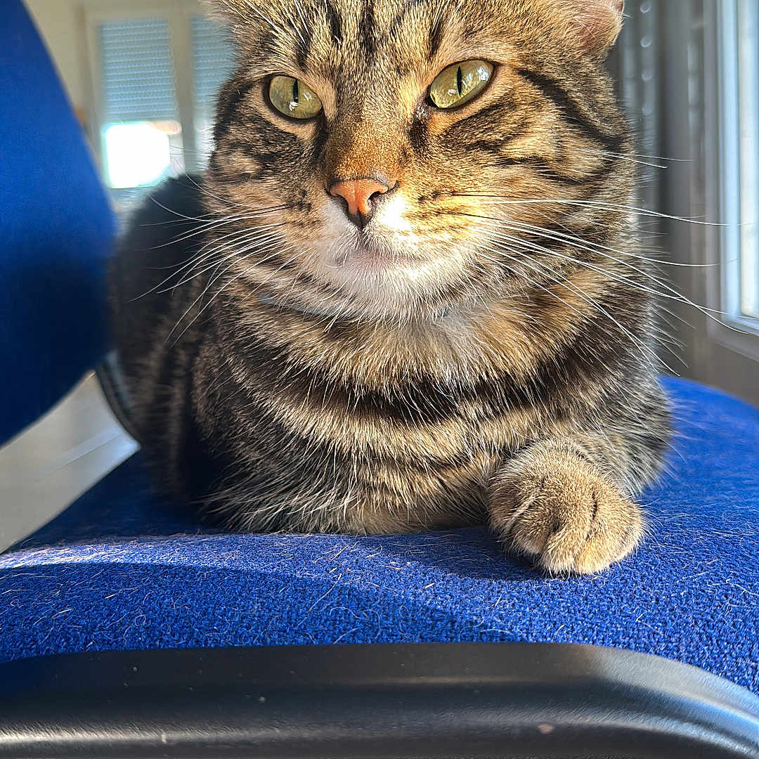 Myllo participe au concours pour gagner de l'argent avec cette photo : abyssinian, animal, architecture, building, cat, chair, computer, couch, cushion, electronics, furniture, hardwood, homedecor, indoors, livingroom, manx, pet, plywood, room, wood