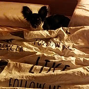 Bianka participe au concours pour gagner de l'argent avec cette photo : dog, bed, blanket, ear, animal, pet, indoor, cozy, black, white, fur, resting, comfort, pillows, text, warm_lighting, small_dog, canine, sleeping_area, domestic