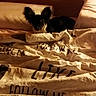 dog, bed, blanket, ear, animal, pet, indoor, cozy, black, white, fur, resting, comfort, pillows, text, warm_lighting, small_dog, canine, sleeping_area, domestic