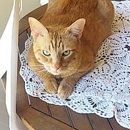 Tigrou a rejoint le concours — aidez-le/la à gagner de superbes lots ! cat, ginger_cat, pet, animal, indoor, table, wooden_table, doily, crochet, feline, resting, relaxed, looking, ears, whiskers, paws, domestic_cat, closeup, green_eyes, fur
