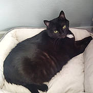 Nyouchka participe au concours pour gagner de l'argent avec cette photo : black_cat, cat, pet_bed, indoor, relaxed, feline, animal, green_eyes, looking, resting, cozy, soft, fur, whiskers, cute, domestic_cat, sideways_glance, white_patch, comfort, home