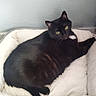 black_cat, cat, pet_bed, indoor, relaxed, feline, animal, green_eyes, looking, resting, cozy, soft, fur, whiskers, cute, domestic_cat, sideways_glance, white_patch, comfort, home