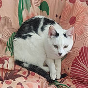 Blanchette participe au concours pour gagner de l'argent avec cette photo : cat, animal, pet, feline, black_and_white, fur, green_eyes, resting, blanket, floral_pattern, fabric, indoor, cute, cozy, lying_down, soft, comfort, domestic, closeup, relaxed