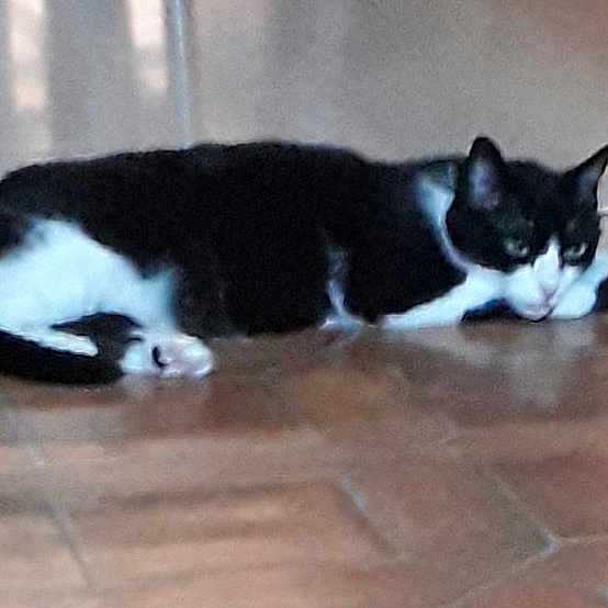 Luna