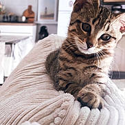 Simba a rejoint le concours — aidez-le/la à gagner de superbes lots ! kitten, cat, tabby, pet, indoor, cozy, blanket, texture, curious, cute, fur, whiskers, ear, paw, home, kitchen, shelf, refrigerator, decor, soft_focus