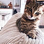 kitten, cat, tabby, pet, indoor, cozy, blanket, texture, curious, cute, fur, whiskers, ear, paw, home, kitchen, shelf, refrigerator, decor, soft_focus