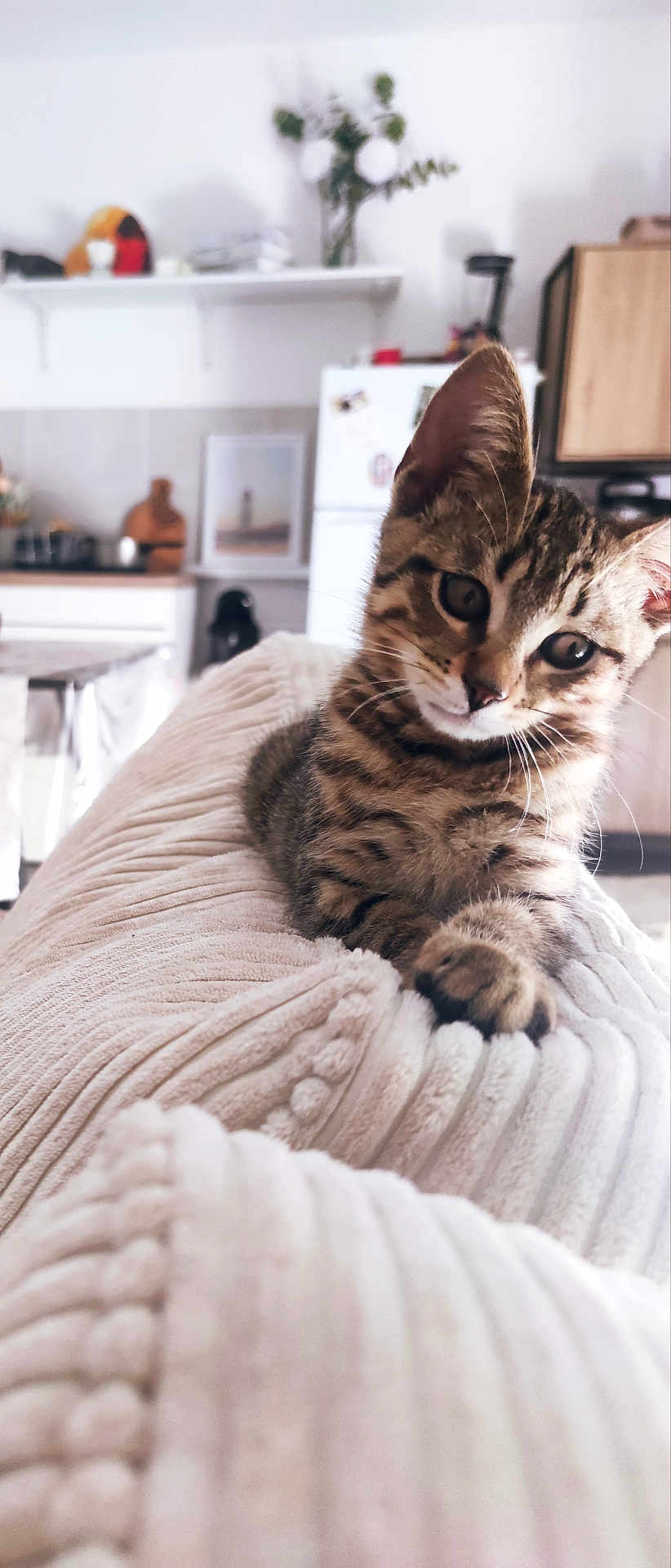Simba