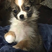 Olive is registered to the contest to win money with this photo: adorable, animal, blanket, brown, companion, cozy, cute, cute_pet, dog, face, fluffy, fur, indoor, pet, puppy, small, snuggle, soft, white, young