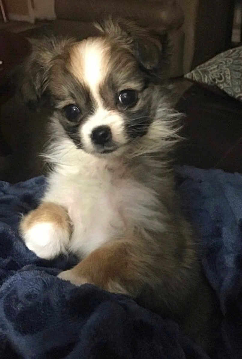 Olive is registered to the contest to win money with this photo: adorable, animal, blanket, brown, companion, cozy, cute, cute_pet, dog, face, fluffy, fur, indoor, pet, puppy, small, snuggle, soft, white, young