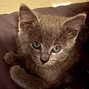 Aries is registered to the contest to win money with this photo: kitten, cat, pet, animal, fur, close_up, cute, eyes, whiskers, indoor, cozy, gray, young, mammal, face, ears, portrait, resting, curious, feline