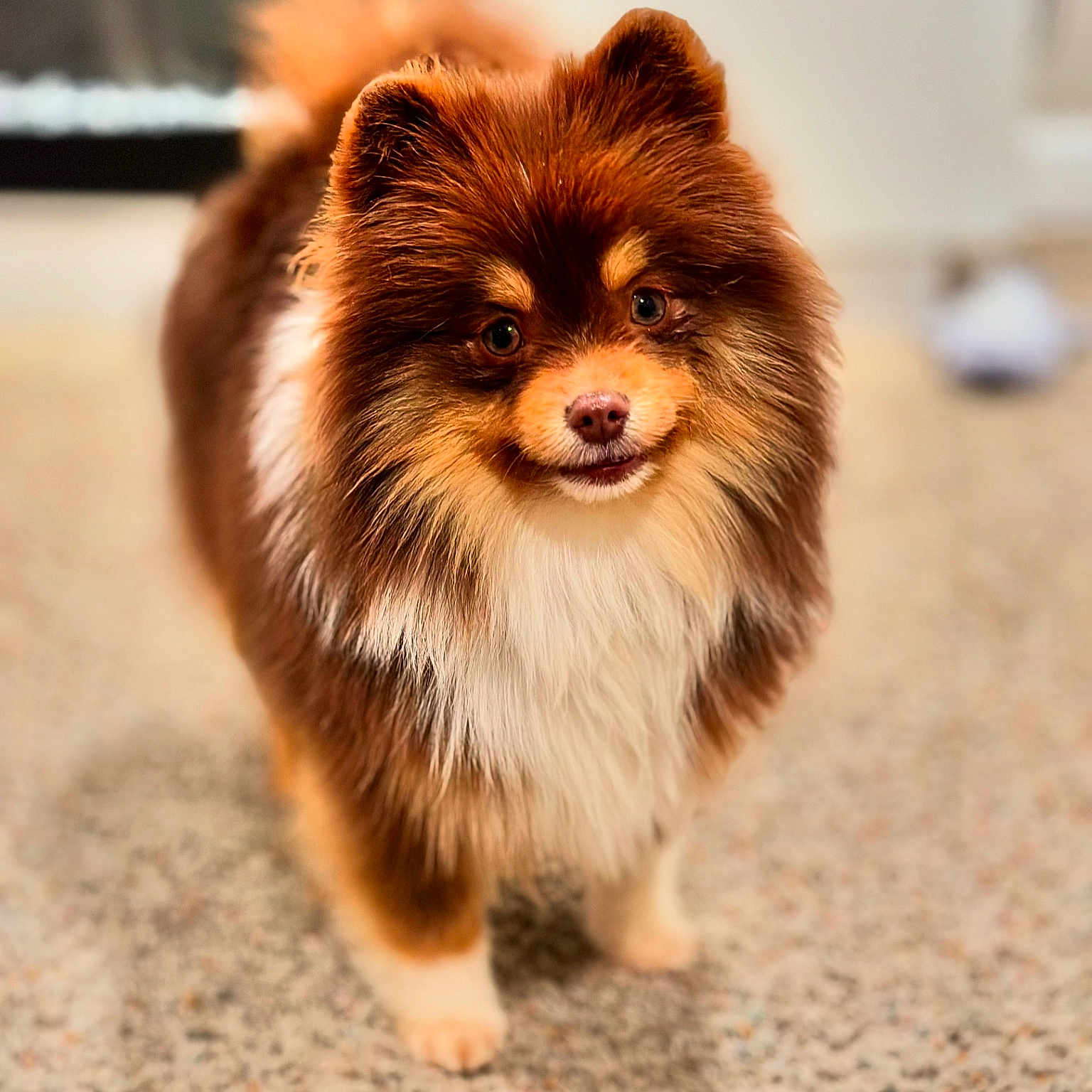 Hades joined the competition — help win amazing prizes! dog, pomeranian, fluffy, pet, indoor, carpet, brown, white, cute, animal, small_dog, fur, portrait, companion, friendly, canine, domestic_animal, looking_at_camera, standing, indoors