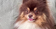 Hades is registered to the contest to win money with this photo: dog, pomeranian, fluffy, brown, cream, tongue_out, pet, cute, indoor, couch, furniture, portrait, small_dog, companion, animal, canine, friendly, sitting, domestic_animal, face