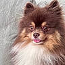 dog, pomeranian, fluffy, brown, cream, tongue_out, pet, cute, indoor, couch, furniture, portrait, small_dog, companion, animal, canine, friendly, sitting, domestic_animal, face