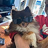 Hades is registered to the contest to win money with this photo: dog, sunglasses, person, indoor, fluffy, brown, white, pet, holding, red_shirt, window, light, face, cool, cute, animal, living_room, furniture, casual, portrait