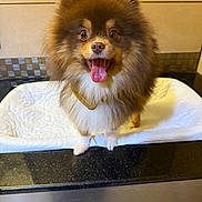 Hades joined the competition — help win amazing prizes! dog, pomeranian, pet, fluffy, tongue_out, happy, indoor, countertop, mat, brown_fur, white_fur, small_dog, cute, animal, companion, domestic, portrait, face, canine, friendly