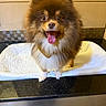 dog, pomeranian, pet, fluffy, tongue_out, happy, indoor, countertop, mat, brown_fur, white_fur, small_dog, cute, animal, companion, domestic, portrait, face, canine, friendly