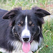 Bouba a rejoint le concours — aidez-le/la à gagner de superbes lots ! animal, black_and_white, border_collie, brown_eyes, canine, close_up, dog, ears, fur, grass, happy, laying, muzzle, nature, nose, outdoor, pet, portrait, summer, tongue_out