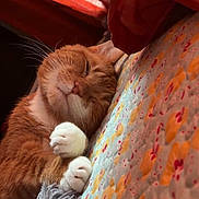 Bam Bam joined the competition — help win amazing prizes! bed, cat, closeup, cozy, curtains, cute, feline, floral_pattern, indoor, nap, orange_tabby, paws, pet, quilt, relaxing, resting, sleeping, soft_light, warm_colors, whiskers