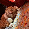 bed, cat, closeup, cozy, curtains, cute, feline, floral_pattern, indoor, nap, orange_tabby, paws, pet, quilt, relaxing, resting, sleeping, soft_light, warm_colors, whiskers