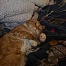 Bam Bam joined the competition — help win amazing prizes! animal, bedroom, blanket, cat, comforter, cozy, cute, domestic_animal, feline, fur, home, indoor, lying_down, orange_tabby, paws, pet, relaxed, resting, sleepy, soft
