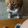 Bam Bam is registered to the contest to win money with this photo: carpet, cat, closeup, clothing, denim, domestic_animal, ears, feline, flooring, fur, human_leg, indoor, looking_up, orange_tabby, pet, ripped_jeans, shirt, whiskers, white_paws, wood_floor