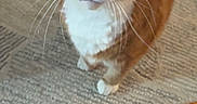 Bam Bam is registered to the contest to win money with this photo: animal, cat, close_up, companion, curious, curious_eyes, cute, domestic_cat, ears, feline, indoor, looking_up, orange_tabby, pet, rug, tail, whiskers, white_chest, white_paws, wooden_floor