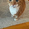 animal, cat, close_up, companion, curious, curious_eyes, cute, domestic_cat, ears, feline, indoor, looking_up, orange_tabby, pet, rug, tail, whiskers, white_chest, white_paws, wooden_floor