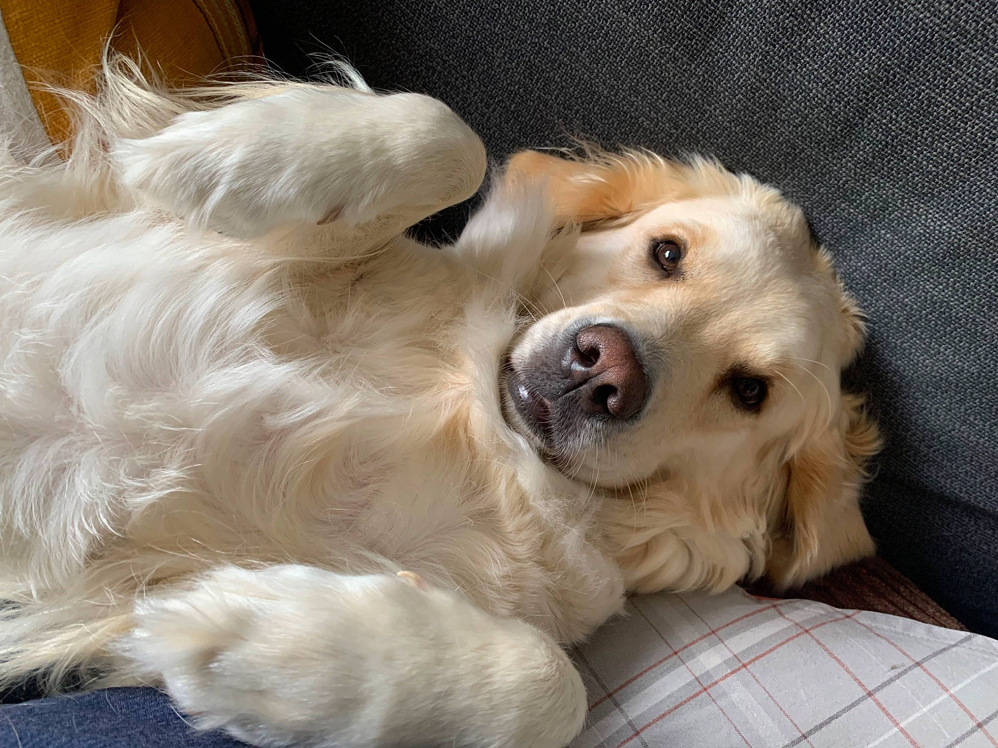 Summer a rejoint le concours — aidez-le/la à gagner de superbes lots ! canidae, carnivore, clock, companion_dog, dog, dog_breed, dog_collar, dog_supply, fawn, fur, gun_dog, paw, plaid, polish_tatra_sheepdog, puppy, retriever, snout, sporting_group, tartan, whiskers