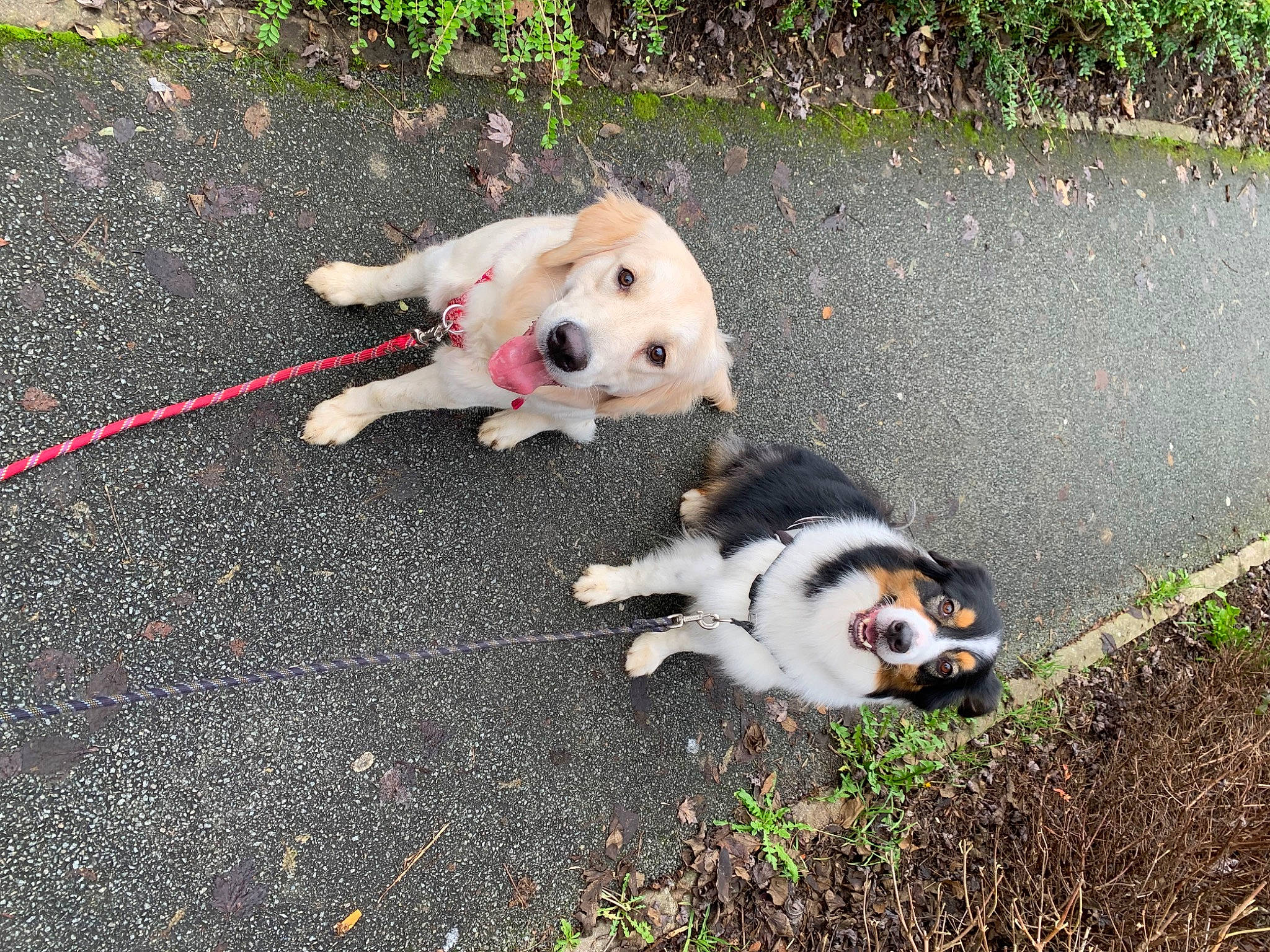 Milady participe au concours pour gagner de l'argent avec cette photo : asphalt, canidae, carnivore, companion_dog, dog, dog_breed, fashion_accessory, fawn, felidae, fur, grass, leash, pet_supply, plant, road_surface, sidewalk, snout, sporting_group, tail, working_animal