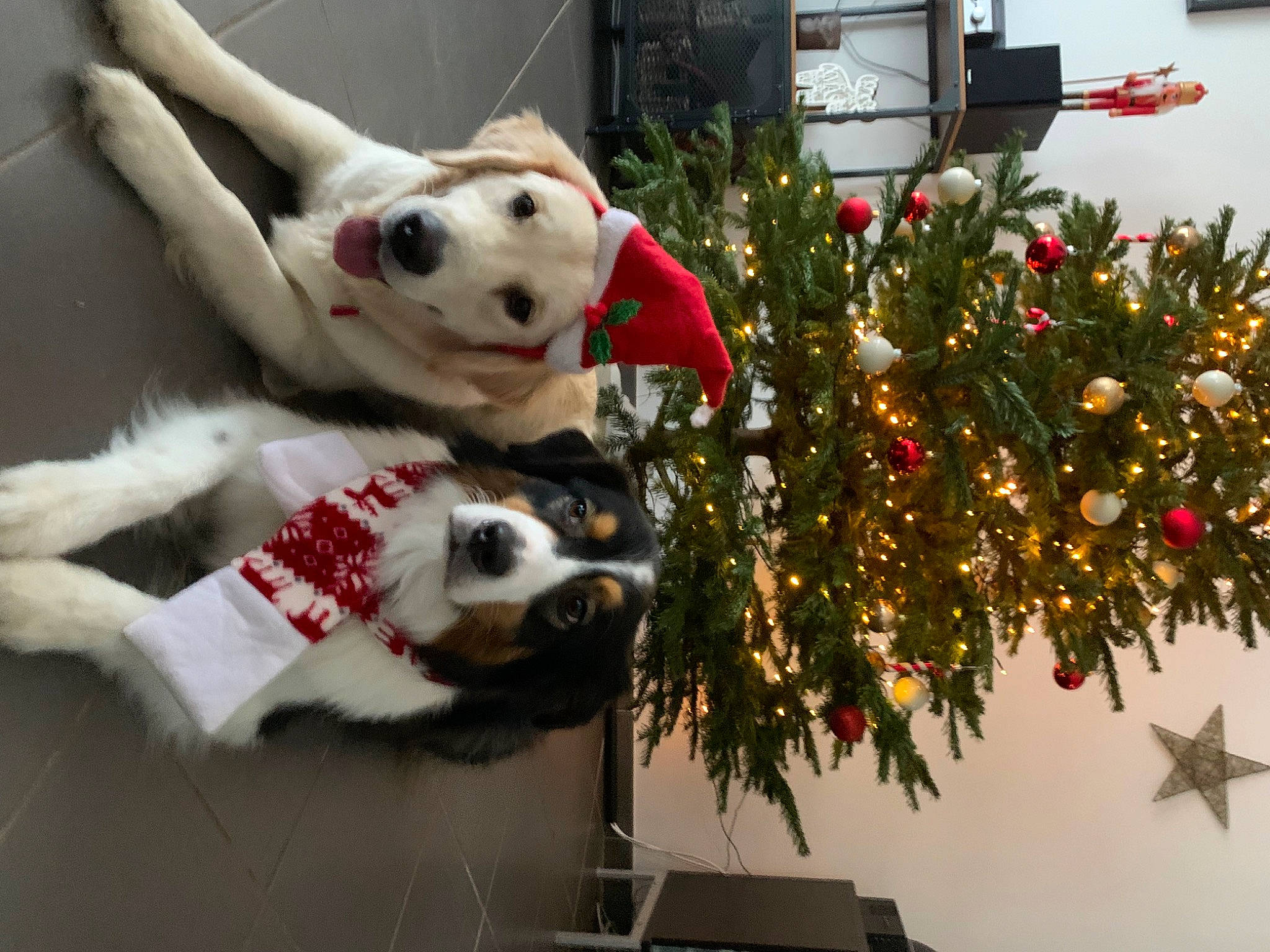 Milady a rejoint le concours — aidez-le/la à gagner de superbes lots ! carnivore, christmas_decoration, christmas_ornament, christmas_tree, companion_dog, conifer, dog, dog_breed, dog_supply, event, fawn, fur, holiday, holiday_ornament, ornament, plant, snout, sporting_group, tree, white