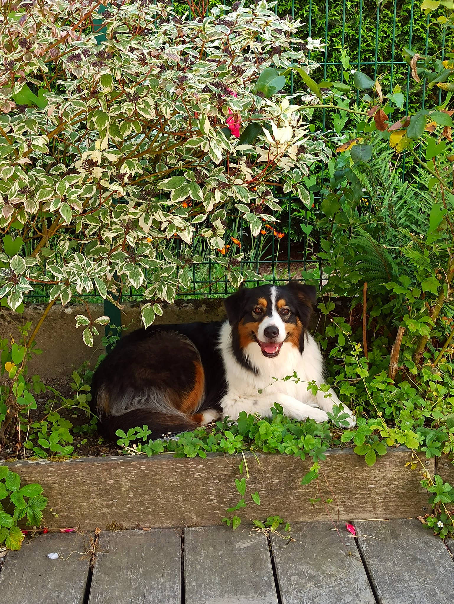 Milady participe au concours pour gagner de l'argent avec cette photo : art, canidae, carnivore, cavalier_king_charles_spaniel, companion_dog, dog, dog_breed, fawn, flower, garden, grass, groundcover, herb, king_charles_spaniel, plant, porch, shrub, sporting_group, tree, working_dog