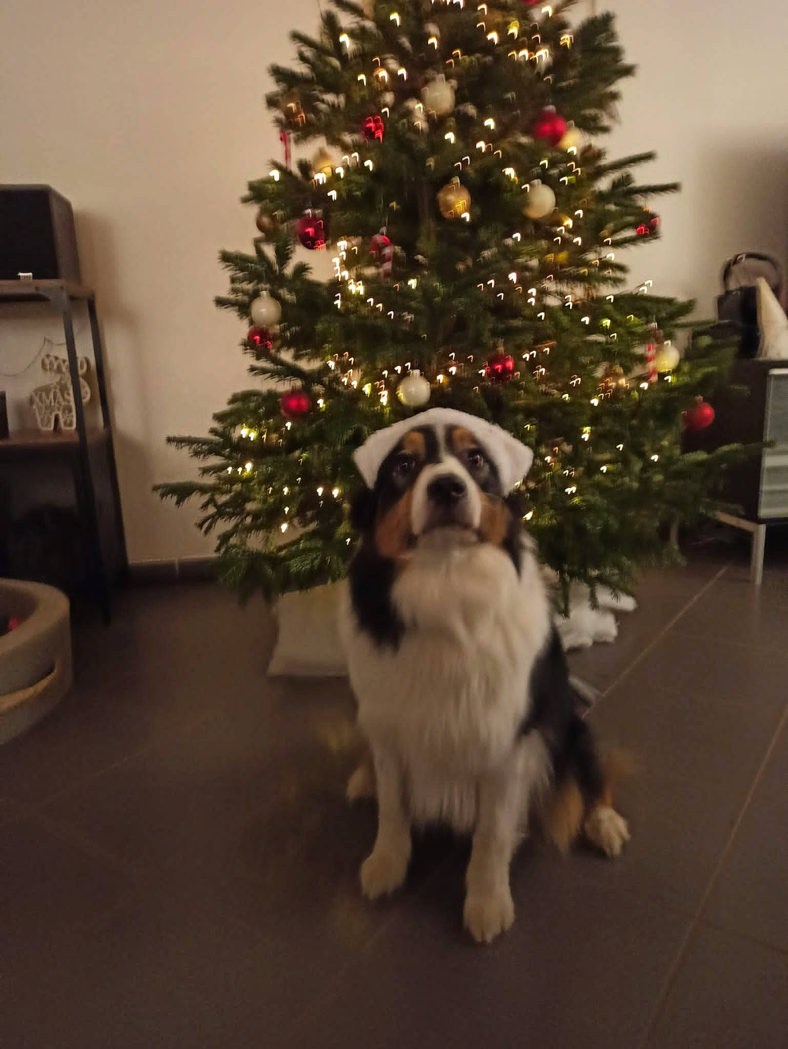 Milady participe au concours pour gagner de l'argent avec cette photo : carnivore, christmas, christmas_decoration, christmas_eve, christmas_ornament, christmas_tree, companion_dog, conifer, dog, dog_breed, event, fur, holiday, holiday_ornament, interior_design, ornament, plant, tints_and_shades, toy_dog, tree