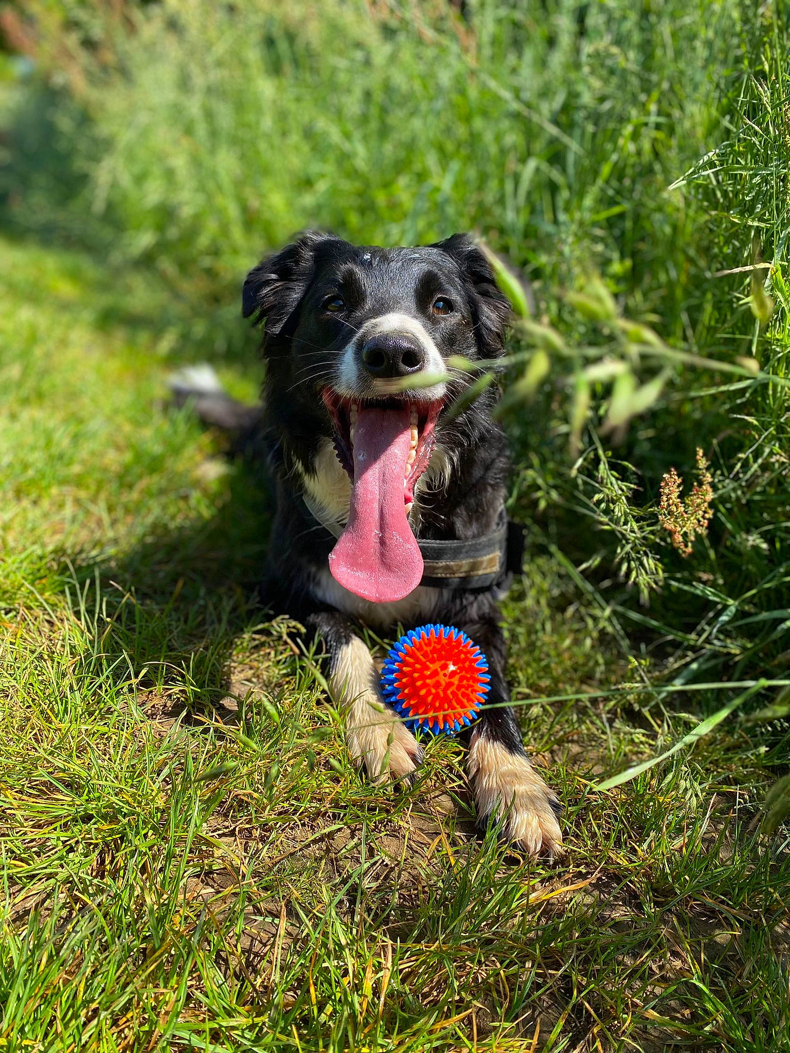 Ares participe au concours pour gagner de l'argent avec cette photo : ball, canidae, carnivore, collar, companion_dog, dog, dog_breed, dog_collar, dog_toy, football, grass, grassland, herding_dog, lawn, people_in_nature, plant, snout, soccer_ball, spaniel, sporting_group