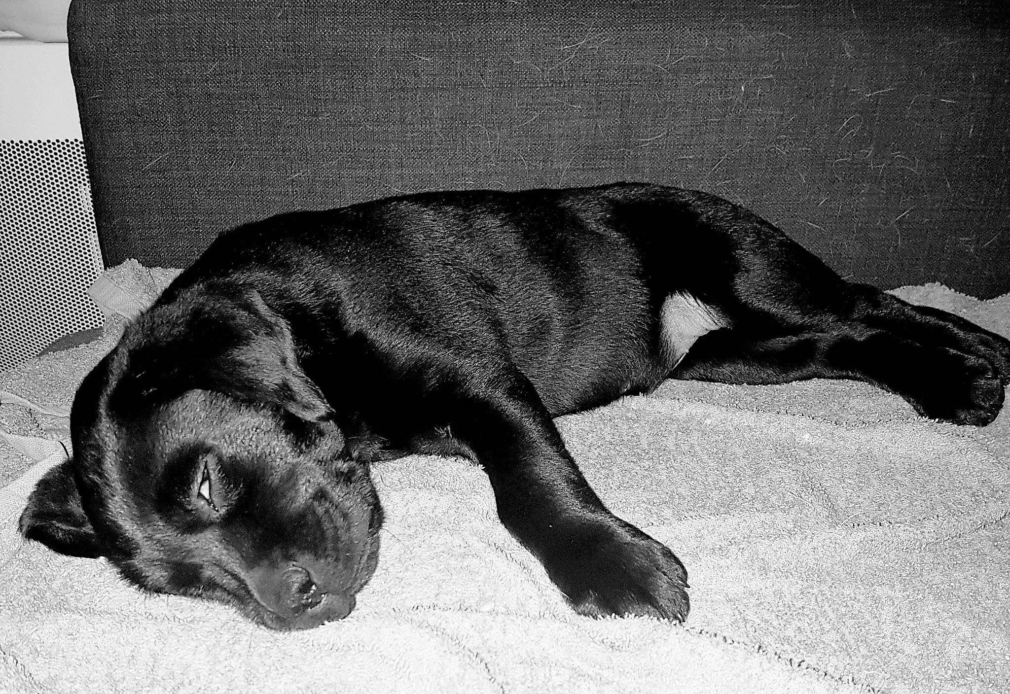 Luna participe au concours pour gagner de l'argent avec cette photo : borador, canidae, carnivore, companion_dog, dog, dog_breed, fur, guard_dog, labrador_retriever, liver, monochrome, monochrome_photography, paw, puppy, retriever, snout, sporting_group, tail, terrestrial_animal, working_animal