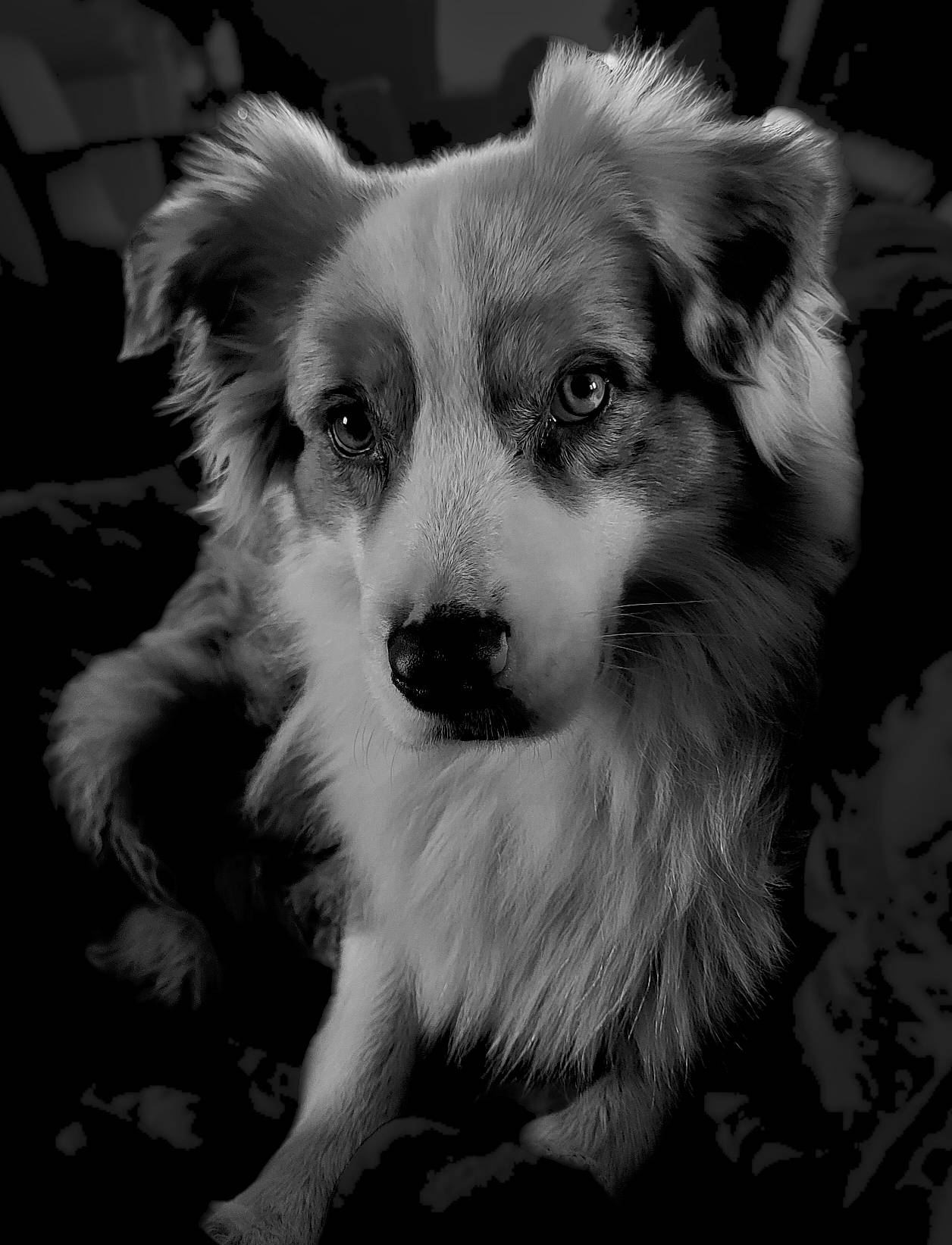 Phoebe participe au concours pour gagner de l'argent avec cette photo : australian_shepherd, canidae, carnivore, companion_dog, dog, dog_breed, fur, herding_dog, miniature_australian_shepherd, monochrome, monochrome_photography, snout, sporting_group, style, toy_dog, whiskers, working_animal, working_dog