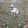 dog, pet, canine, sitting, outdoors, grass, autumn, leaves, brown_and_white, collar, happy, smiling, portrait, lawn, sidewalk, park, animal, companion, daylight, fall