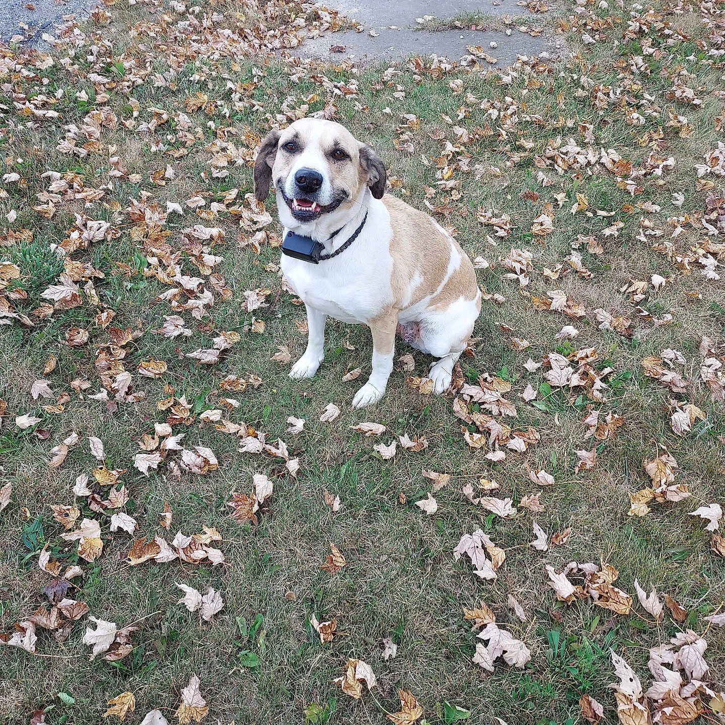 Nova Joe