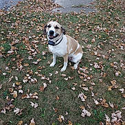 Nova Jo is registered to the contest to win money with this photo: dog, grass, autumn_leaves, outdoor, pet, collar, sitting, happy, canine, nature, fall, leaf_litter, mixed_breed, animal, smiling, daylight, ground, park, grassland, leaves